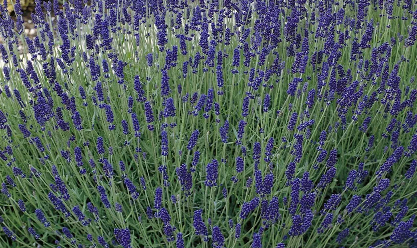 Lavandula angustifolia 'Hidcote Dark Blue'