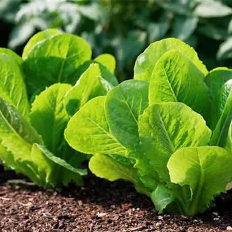 Schnittsalat 'Gelber Runder'