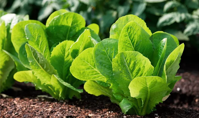 Lactuca sativa var. seculina 'Gelber Runder'