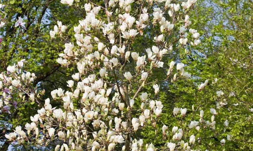 Magnolia acuminata 'Yellow Lantern'