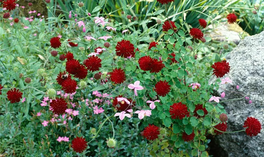 Knautia macedonica 'Red Knight'