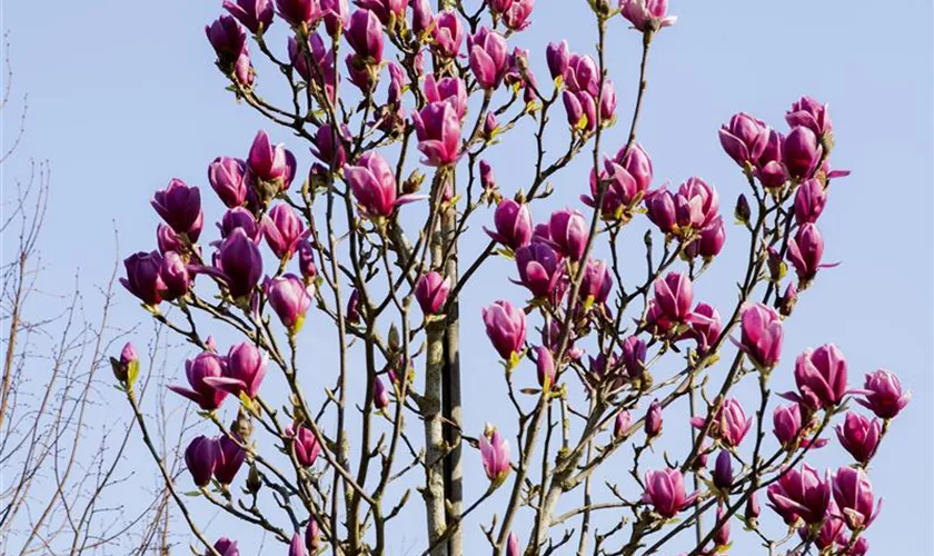 Magnolia 'Advance'