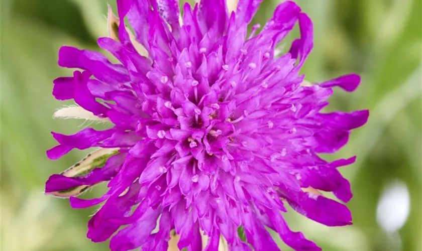 Knautia macedonica 'Thunder and Lightning'