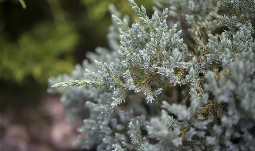 Grauer Zypressen-Wacholder 'Glauca'