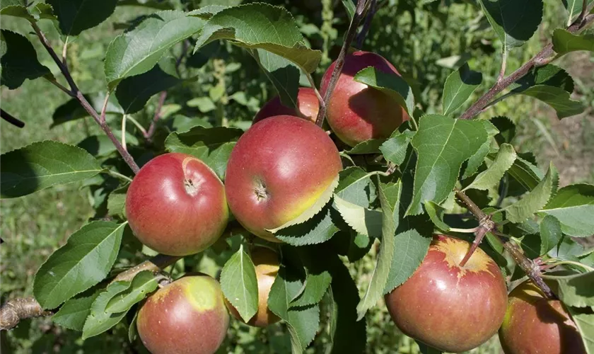 Malus domestica 'Prinz Albrecht von Preußen'