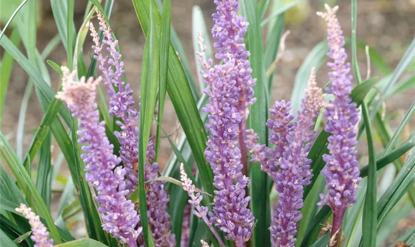 Liriope muscari 'Big Blue'