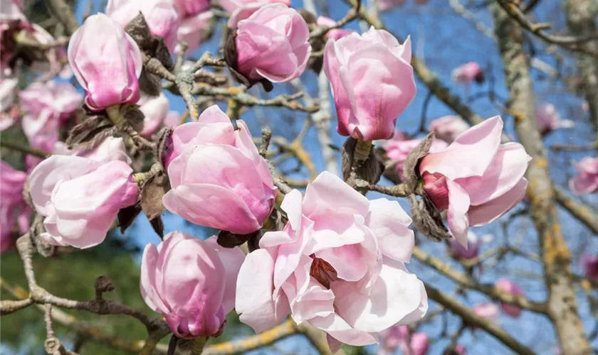 Magnolia 'Aphrodite'