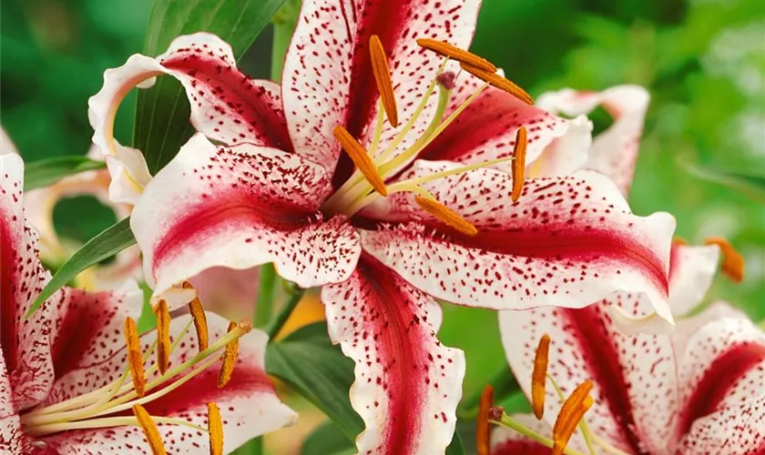 Lilium 'Dizzy'