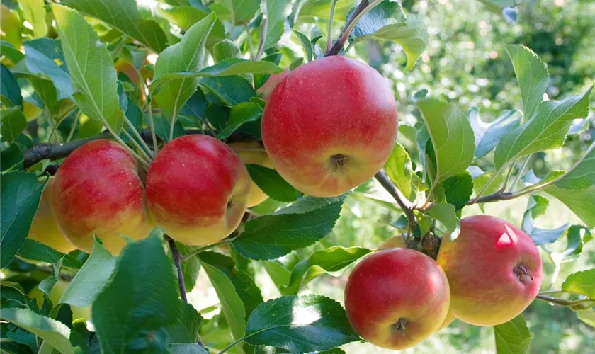 Malus domestica 'Lired'