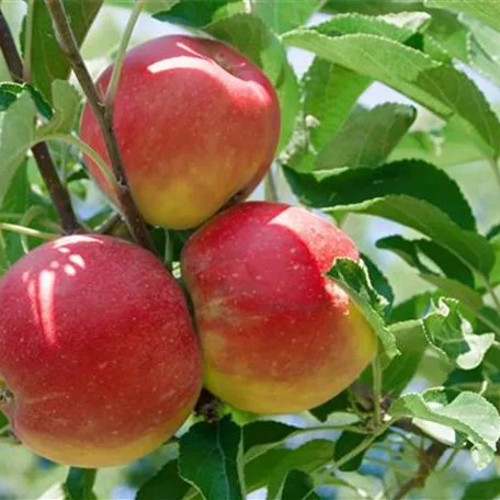 Herbstapfel 'Biesterfelder Renette'