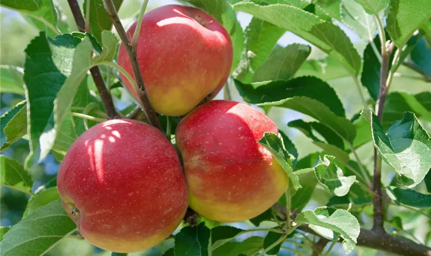 Malus domestica 'Biesterfelder Renette'