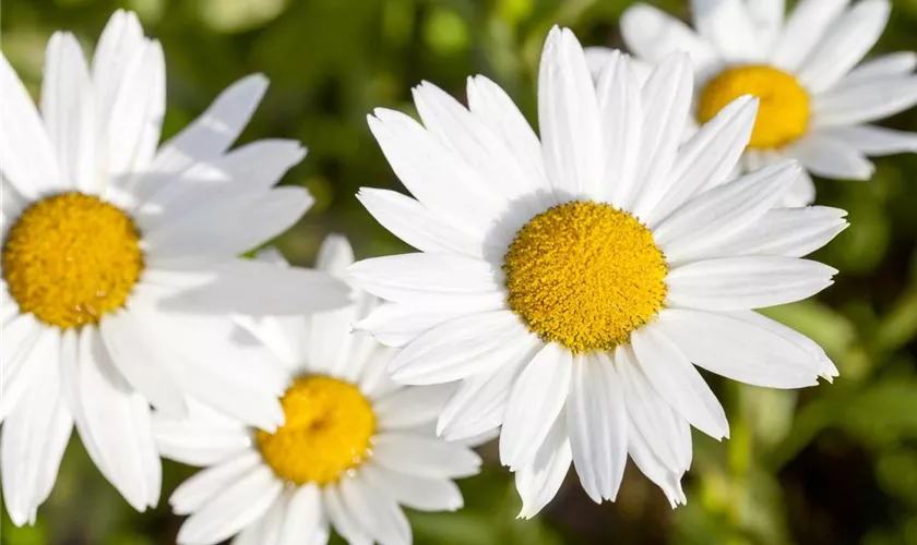 Leucanthemum vulgare