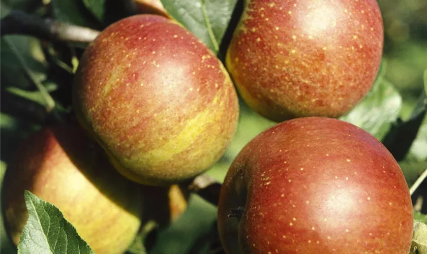 Malus domestica 'Cox Orange Pippin'