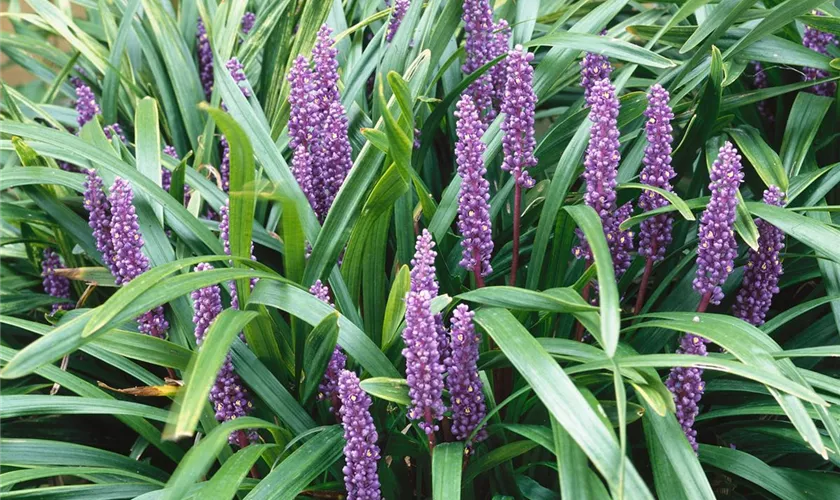 Liriope muscari 'Goldband'