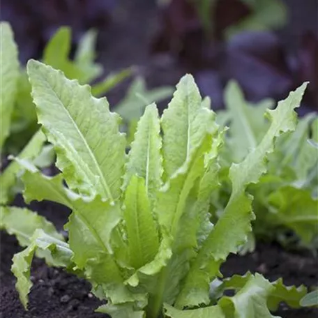 Lactuca sativa 'Venezianer'