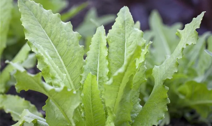 Pflücksalat 'Venezianer'