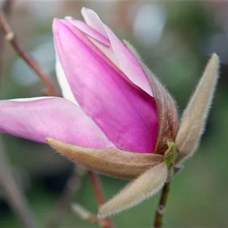 Magnolie 'Atlas'