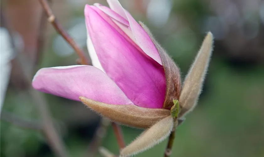 Magnolia 'Atlas'