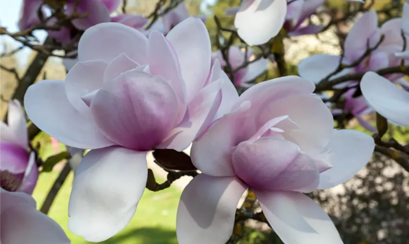 Tulpen-Magnolie 'Pinkie'