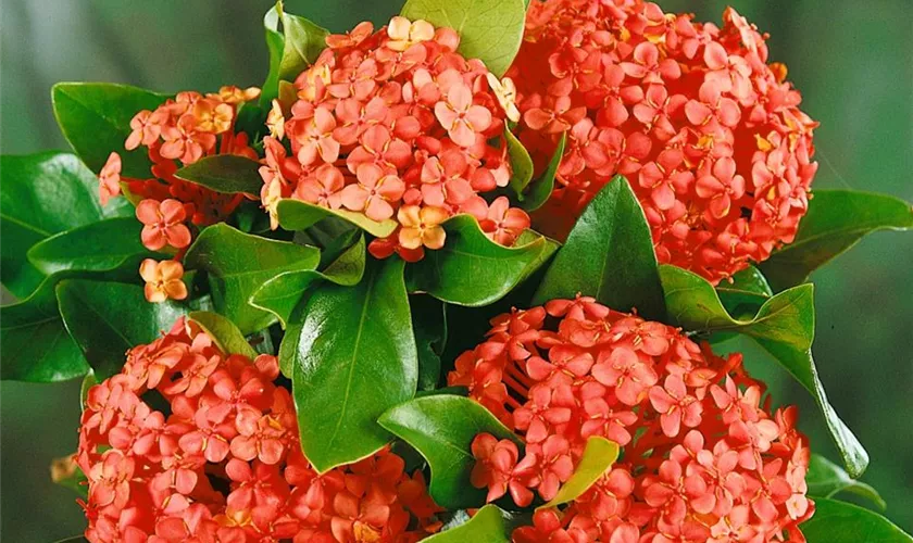 Ixora chinensis