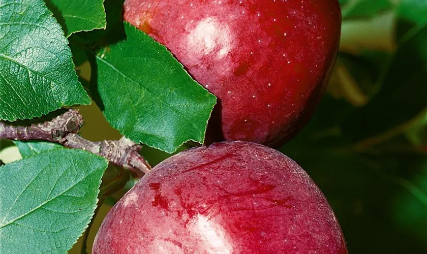 Malus domestica 'Reanda'(s)