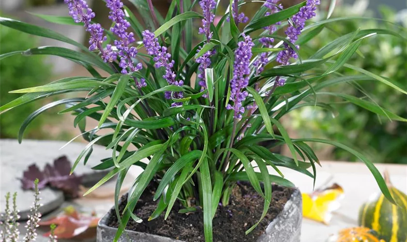 Liriope muscari 'Moneymaker'