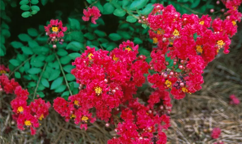 Lagerstroemia 'Arapaho'