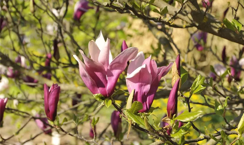 Magnolia 'Big Dude'