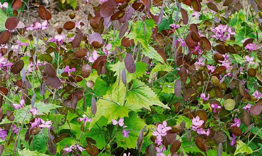 Lunaria rediviva