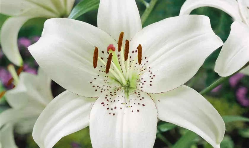 Lilium 'Eyeliner'