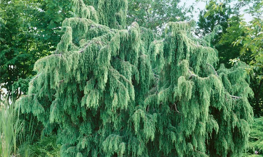 Virginischer Wacholder 'Pendula'