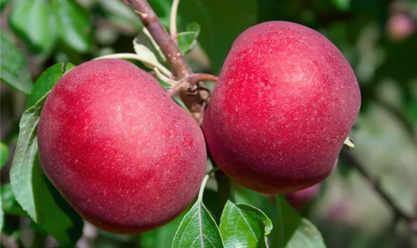 Malus domestica 'Red Devil'