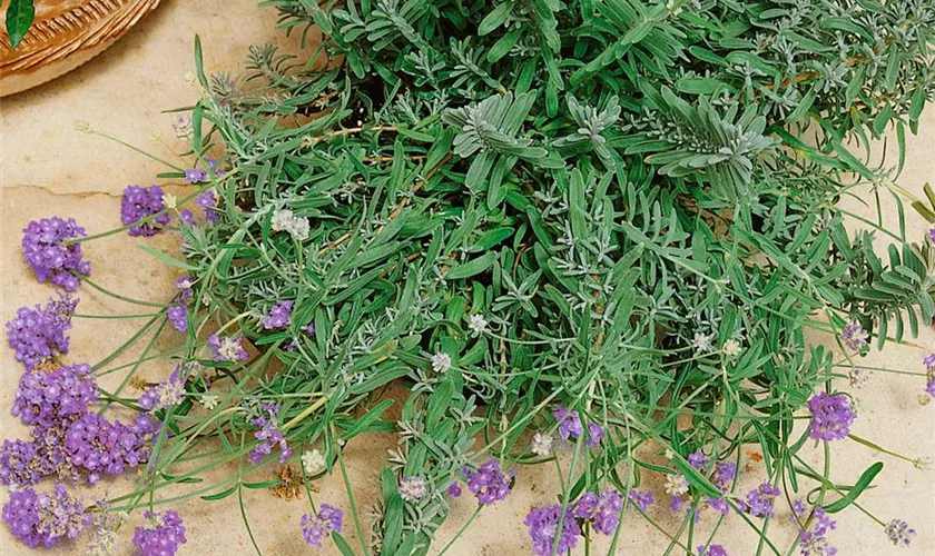 Lavandula angustifolia 'Lavender Lady'