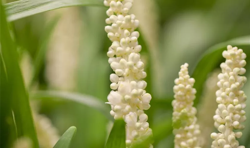 Liriope muscari 'Monroe White'