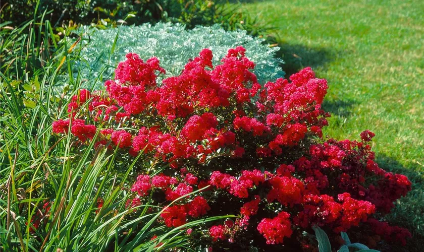 Lagerstroemia 'Comanche'