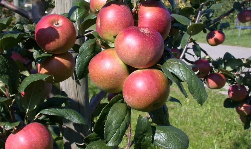 Winterapfel 'Baumanns Renette'