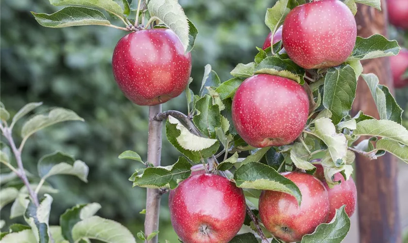 Malus domestica 'Red Prince®'