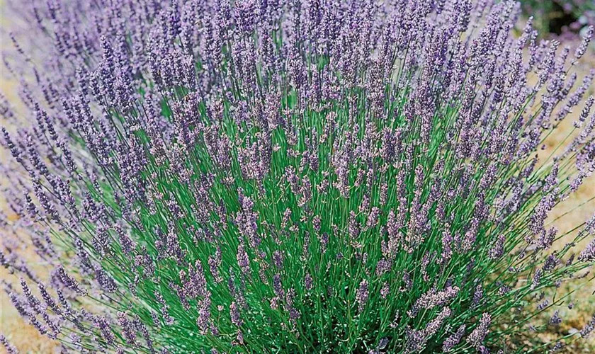 Lavandula angustifolia 'Middachten'