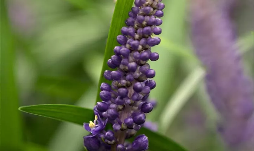 Liriope muscari 'Royal Purple'