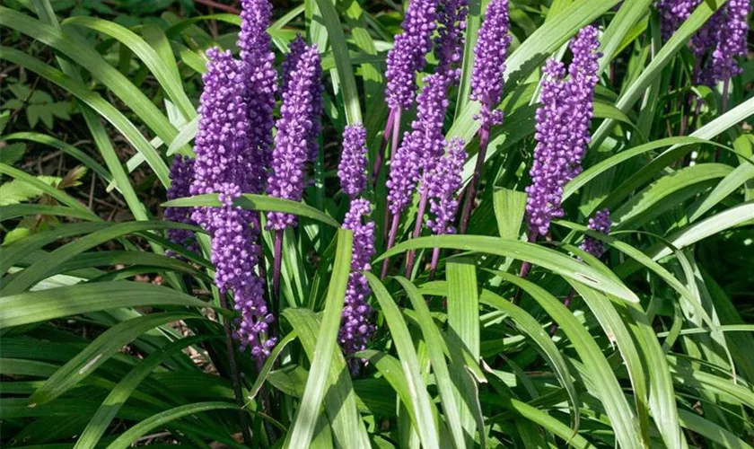 Liriope muscari 'Super Blue'