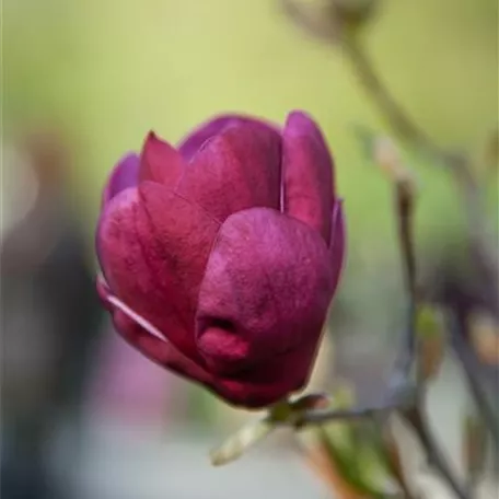 Magnolie 'Burgundy Star'