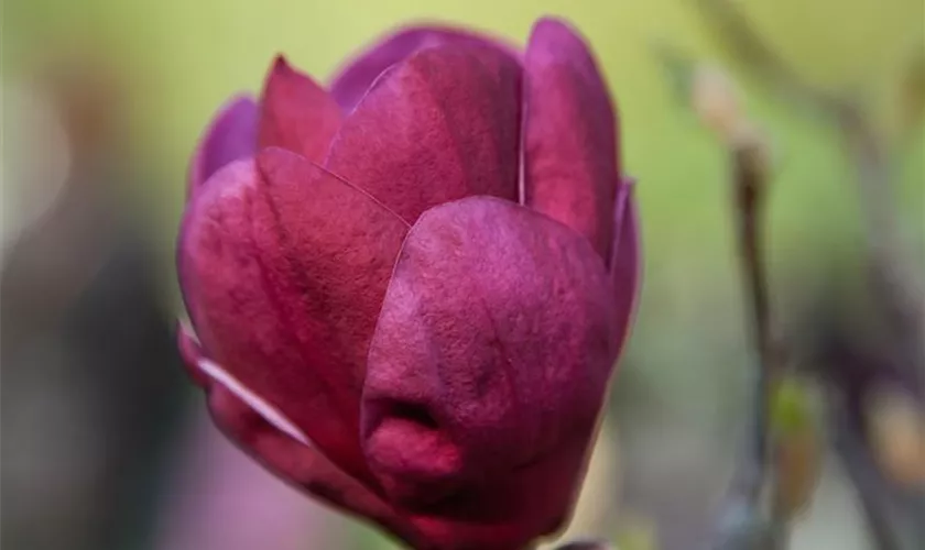 Magnolia 'Burgundy Star'