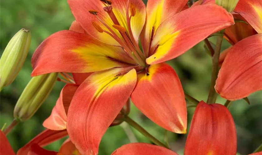 Lilium 'Forever Linda'