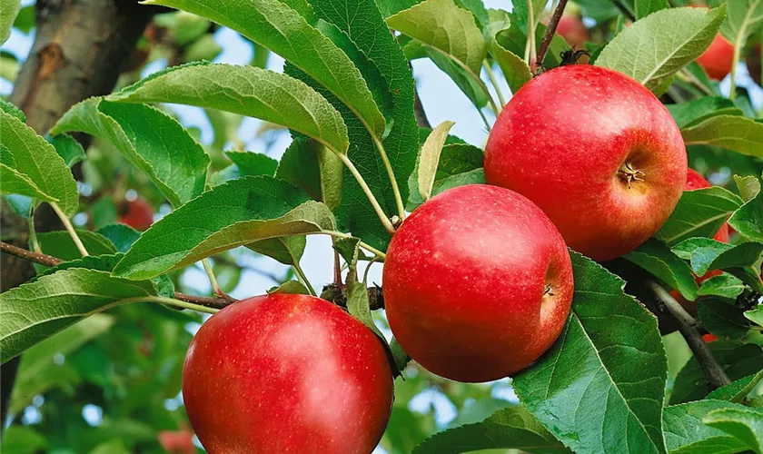 Malus domestica 'Beauty of Bath'