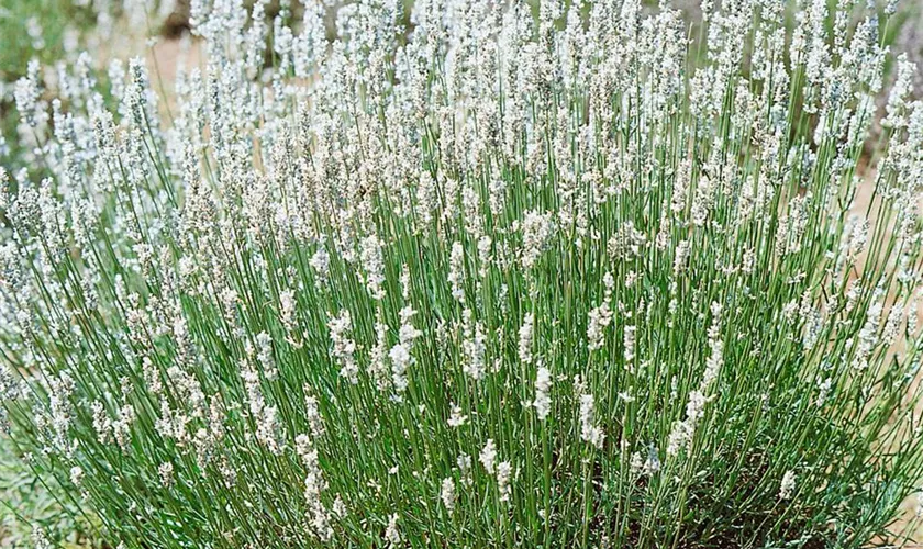 Weißblühender Garten-Lavendel 'Nana Alba'