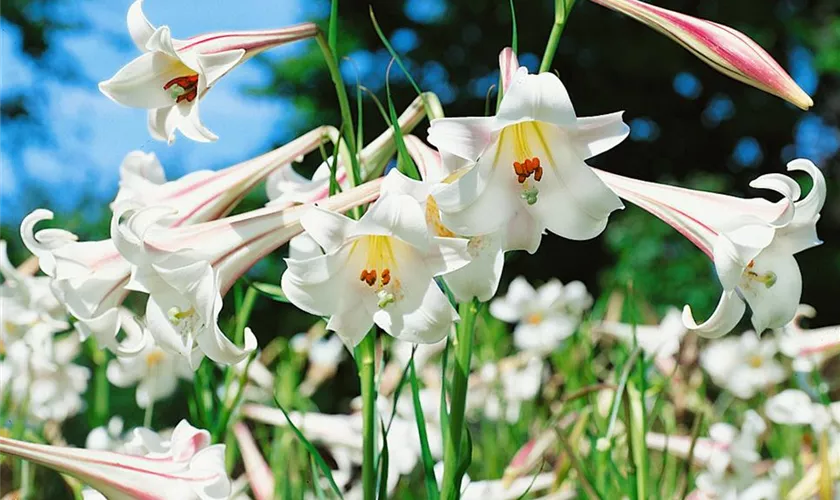 Lilium formosanum