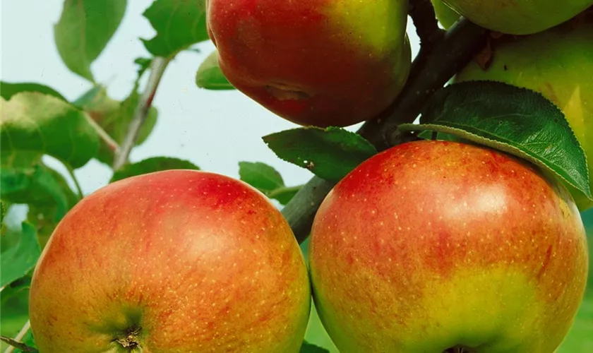 Malus domestica 'Benoni', Stamm