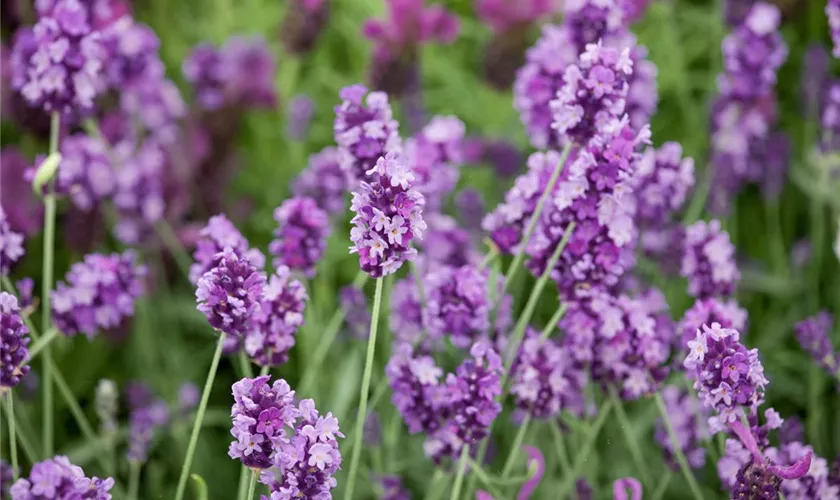 Lavandula angustifolia 'Peter Pan'