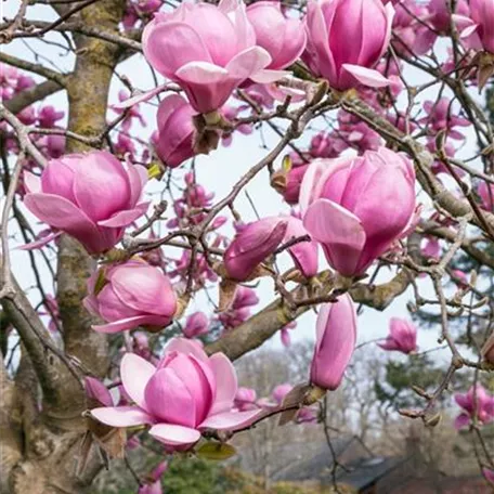 Magnolie 'Columnar Pink'