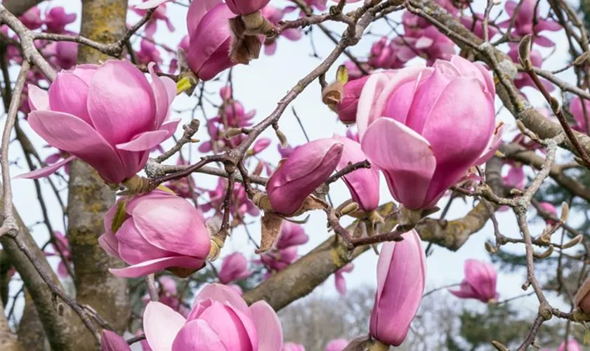 Magnolia 'Columnar Pink'